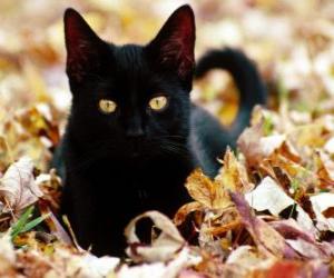 yapboz Siyah kedi